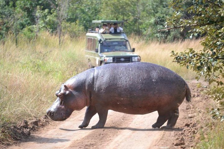 1 Day Safari to Akagera national park image