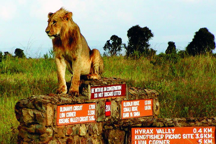 Nairobi National Park half day Excursion using tour van image