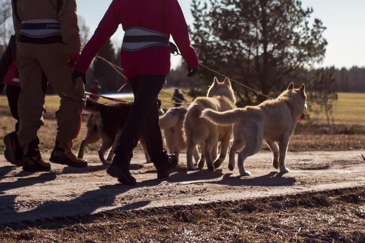 Tour to Husky Park with Cani-Cross Hike image