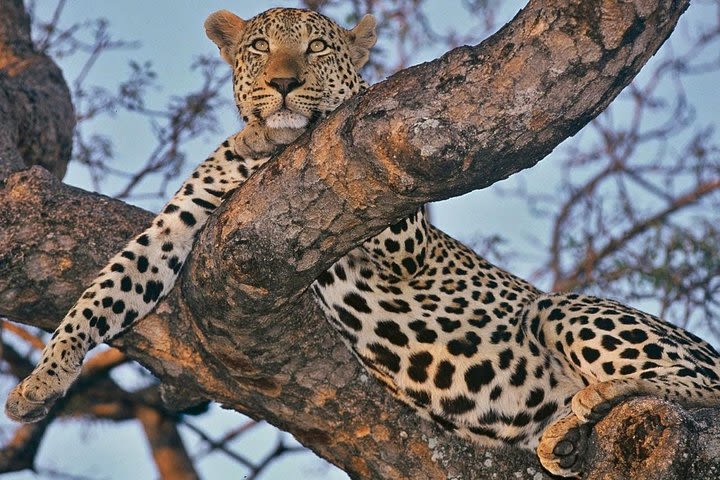 3-Day Kruger National Park Big 5 Camping Safari  image