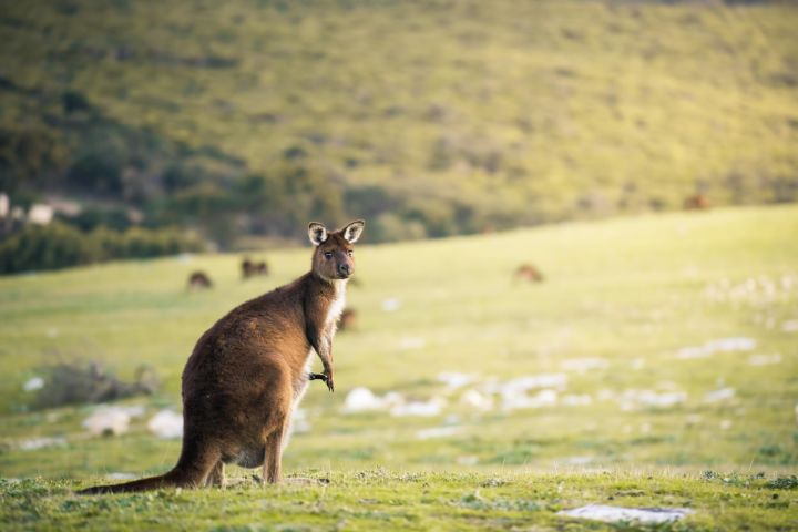 3-Day Kangaroo Island Adventure Tour image