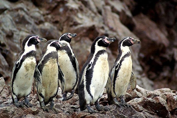 Ballestas Islands Group Tour from San Martin Port image