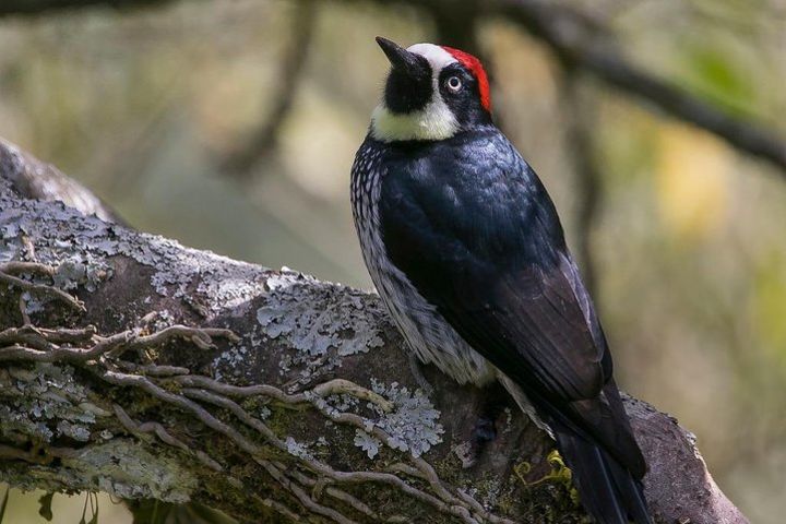 Bird watching in San Gerardo de Dota from San Jose/Alajuela image