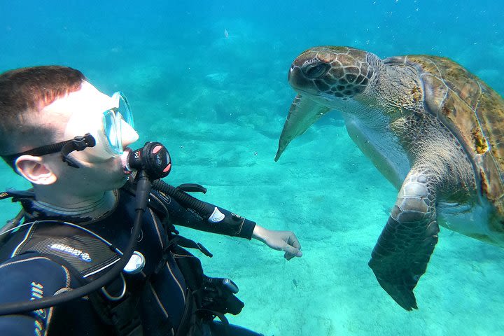 Discover Scuba Diving Experience with Atlantic Turtles image