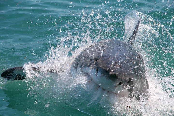 Shark Cage Diving and Viewing from Cape Town image