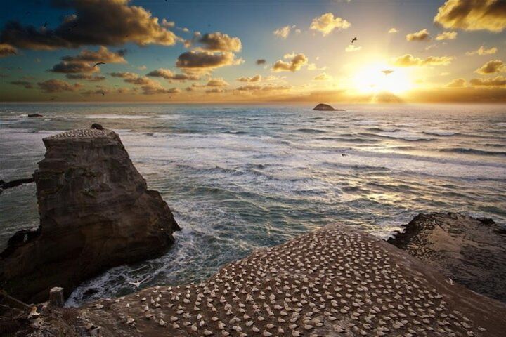 Eco tour to Muriwai Beach & Gannet Colony including transport from Auckland image