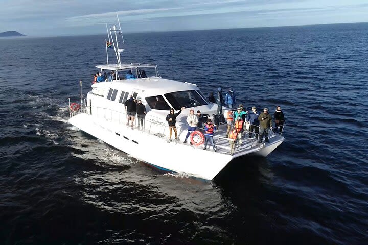 Whale watching from Cape Town - Hermanus image