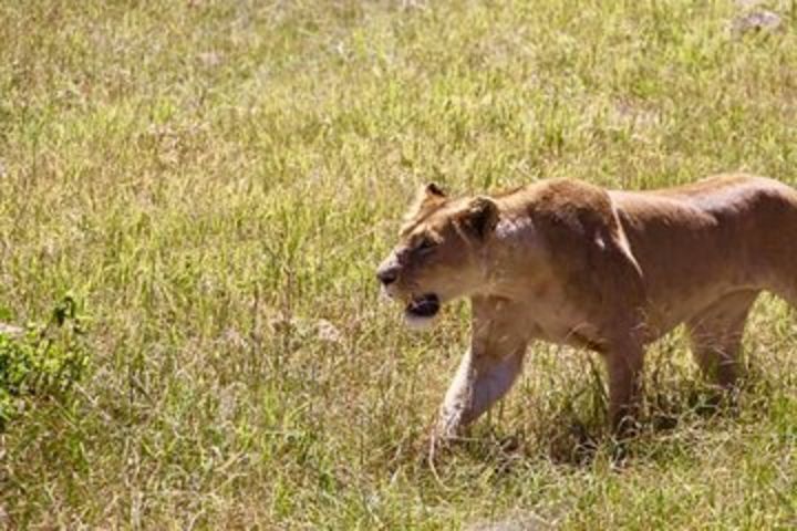 Tanzania family safari | 4 Days Family Safari in Tanzania image