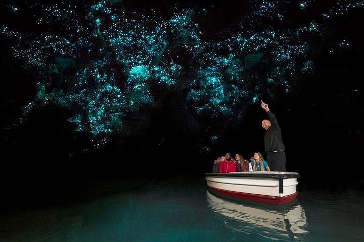 Tauranga Shore Excursion: Waitomo Caves & The Kiwi House Exclusive Tour image