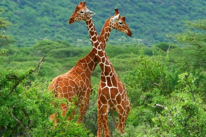 7 Days 6 Nights Nairobi – Samburu – Nakuru – Mara - Nairobi image