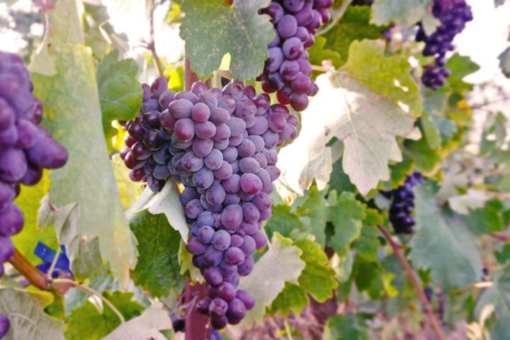 The Vine-Harvest Day Trip in Chania image