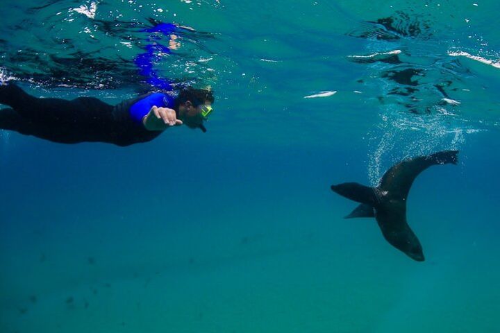 Private 2hr Seal swim Cruise Mornington Peninsula image