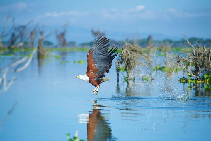 10 Days Private Honeymoon Kenya Safari and Beach  image