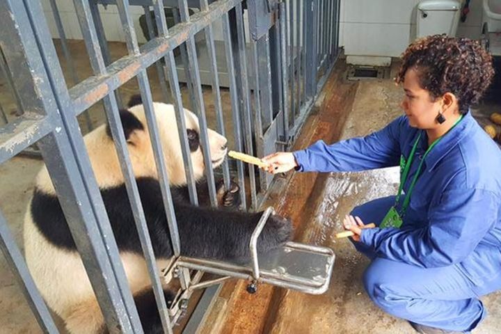 Private Volunteer Program At Dujiangyan Panda Rescue Center For A Day Including Lunch image