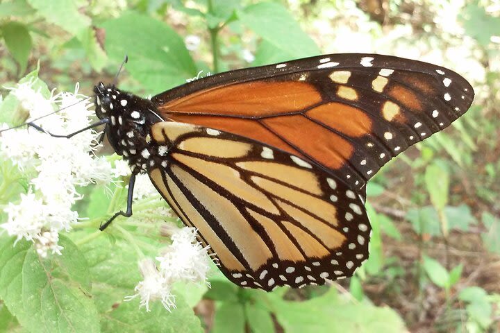 Monarch Butterfly trip. 2 days from Morelia image