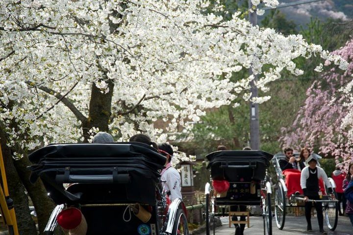 KYOTO Arashiyama - 180min SAKURA Tour image