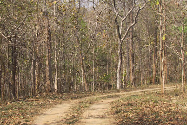 Pench Wildlife Safari image