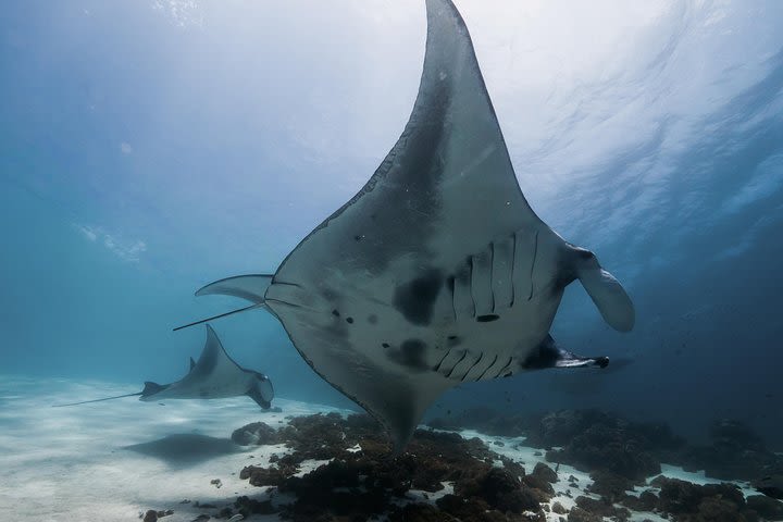 Scuba Dive Komodo National Park - 2 dives (certified divers) image