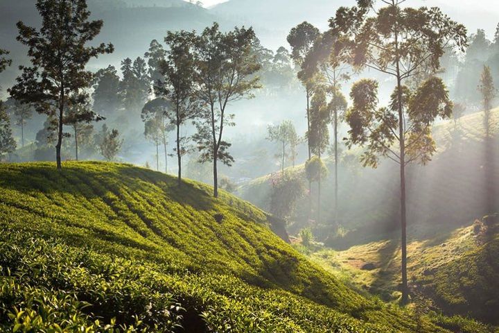 Nuwara Eliya from Negombo (2 Days) image