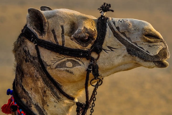 Sunrise Camel Ride at Giza Pyramids image