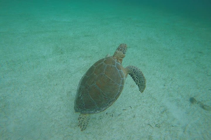 Private Tour: Akumal Marine Turtle Snorkeling from Cozumel image