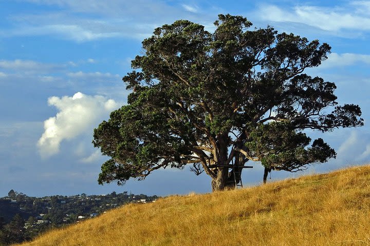 Waiheke Island Private Guided Backyard Break image