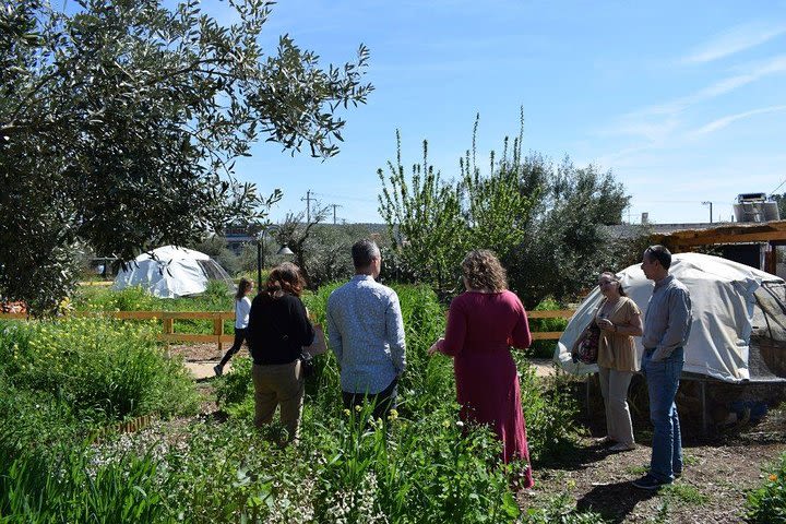 From Athens: Olive Oil Tasting and Farm Tour image