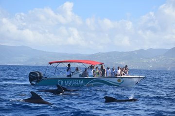 Dolphin's Watching Martinique image