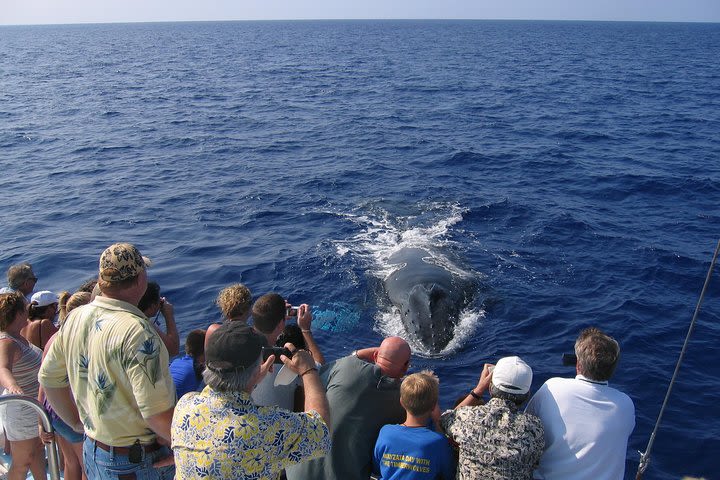 Mid-Morning Whale Watch  image