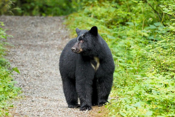 Traitors Cove Bear Viewing image