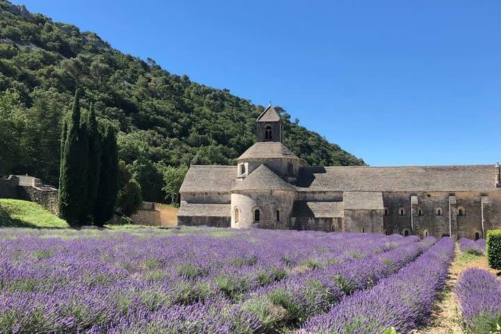 Lavender  image