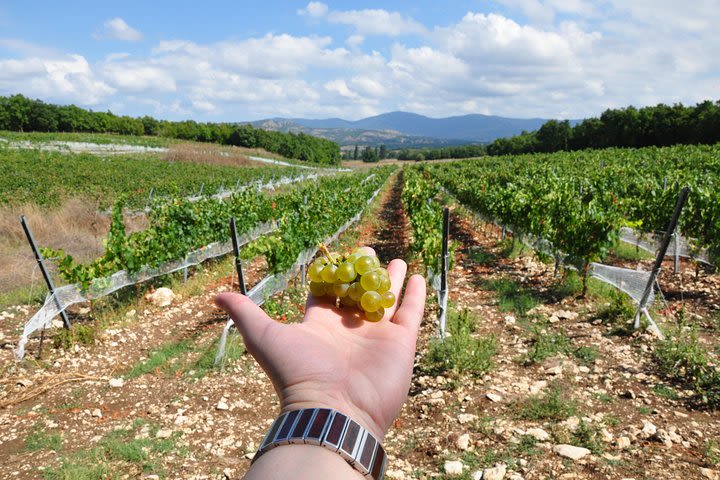 Full-Day Wine Tour from Istanbul Including Lunch image