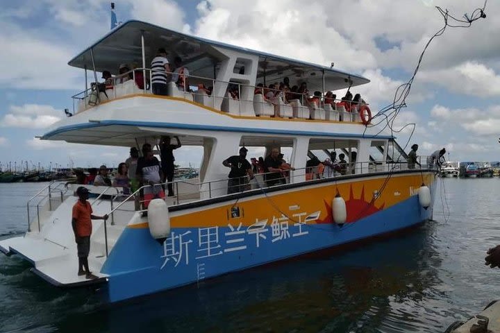 Whale Watching Cruise from Unawatuna image