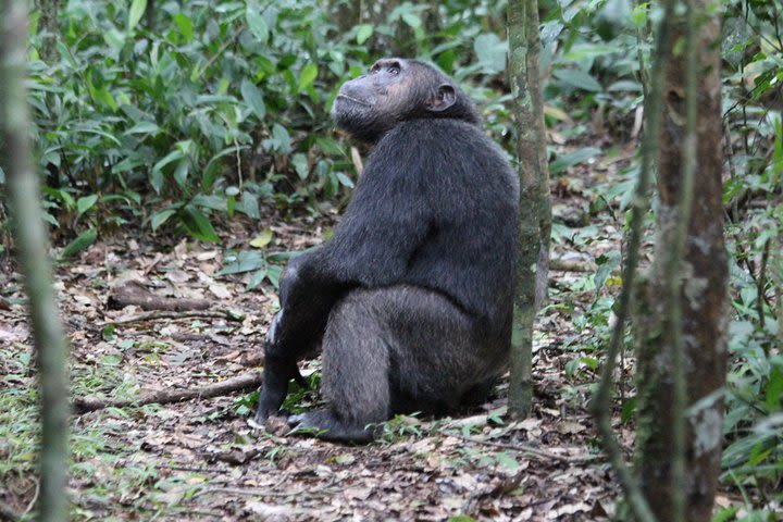 3 days Chimpanzee tracking Kibale Uganda image