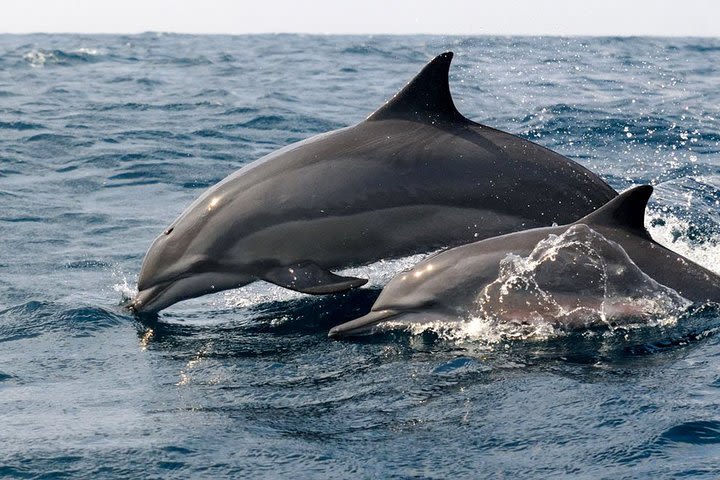 Whale Watching Boat Tour from Balapitiya image