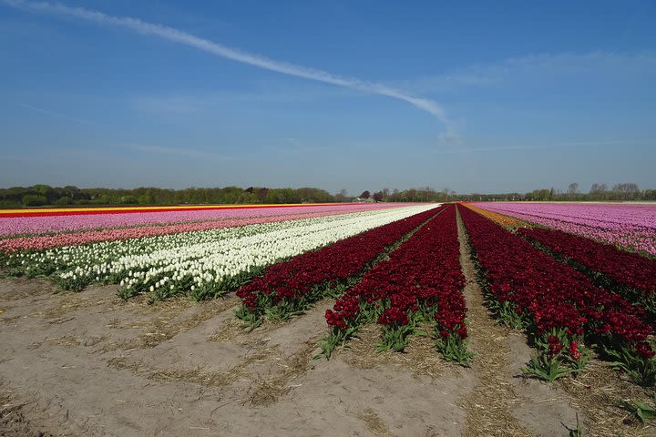 4 hours private tour to the famous colourfull flower fields from Amsterdam image