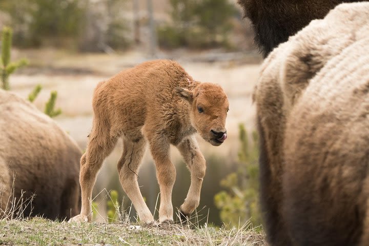 Private Yellowstone Old Faithful and Lower Loop Tour image