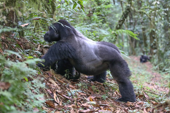 6 days Gorilla Adventure image