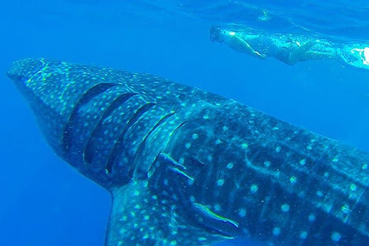 Swim with Whale Shark image