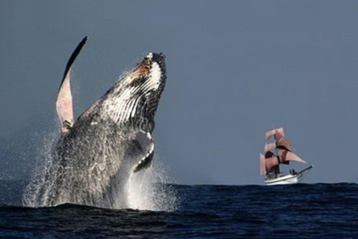 Sydney Harbour Tall Ship Whale & Sail - Whale Watching Cruise image