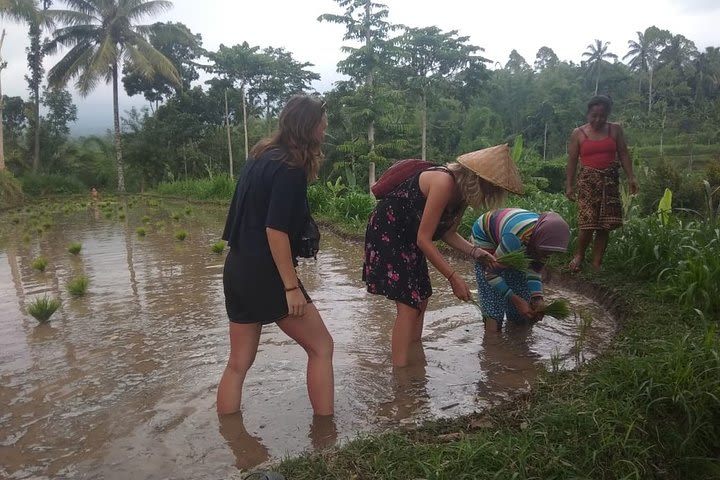 Private Walking Tour in the Tetebatu Village with Lunch image