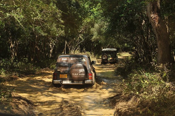 Afternoon Safari to Wilpattu National Park image