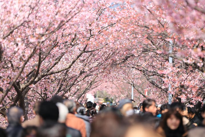 Tokyo Spring Daytime (Cherry Blossom) Food Tour image