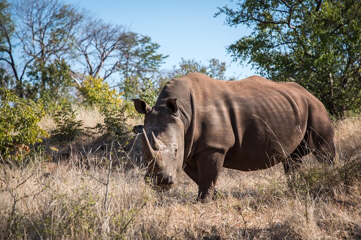 Walking Safari image