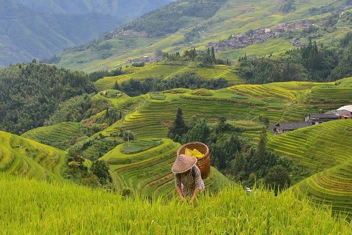 Full-Day Private Tour of Longji Rice Terraces from Guilin image