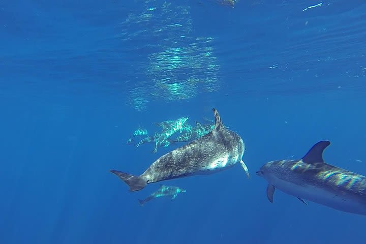 Dolphin and whale Safari in Gran Canaria image