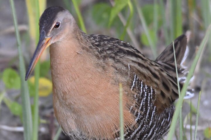 Central Florida Half-Day Private Birding Tour image