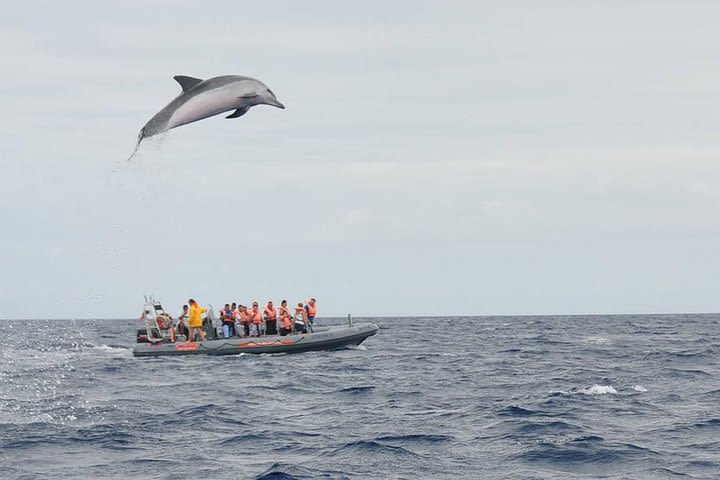 Unique Boat trip (Whales and Dolphins) and City Tour Funchal image