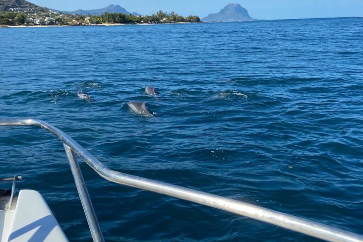 Whale and Dolphin Watching Private Boat Tour from Mauritius image