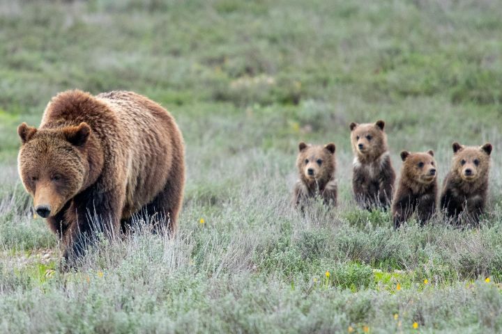 Grand Teton Sunrise Wildlife Tour image